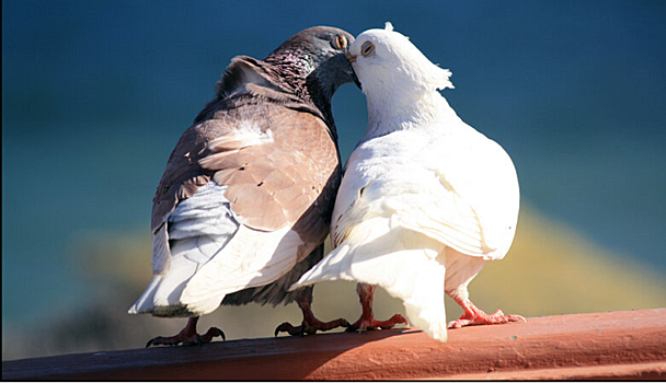 Национальный театр Карелии покажет «Любовь и голуби» на карельском языке