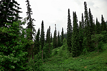 Власти Кузбасса прокомментировали вырубку леса на горе Зеленой ради гостиниц