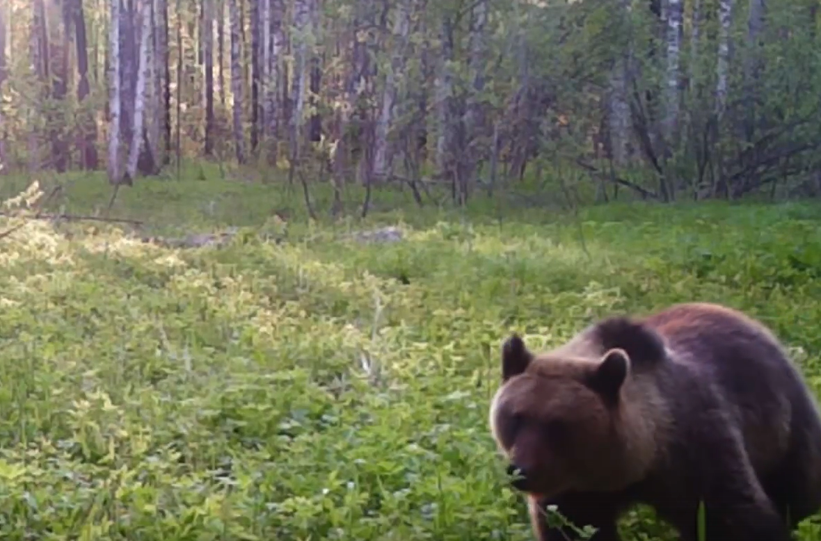 Нижегородцев предупредили о медведях в лесах на Бору