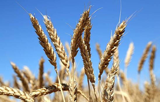 В России появился собственный биржевой индекс пшеницы