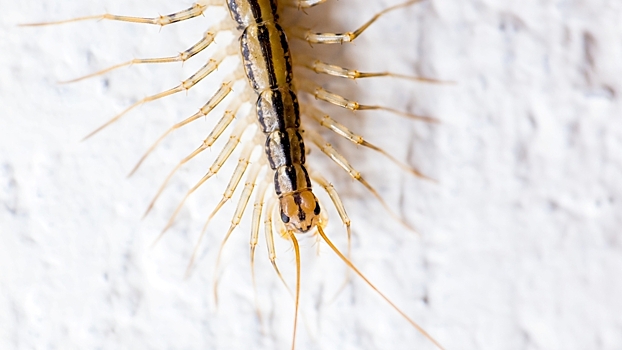 Кто первым разнес по Земле паразитов