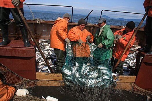 Почему снизился улов лососевых в Сахалинской области