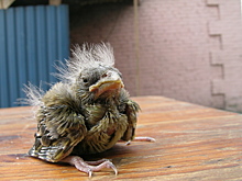 В России подсчитали количество воробьев