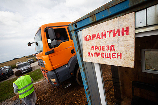 Плавное изменение цен: как калининградский рынок отреагировал на вспышку АЧС