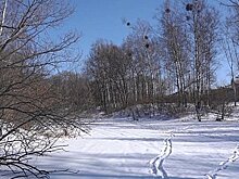 Питомник имени Лукашова в Хабаровске ждет современная реновация