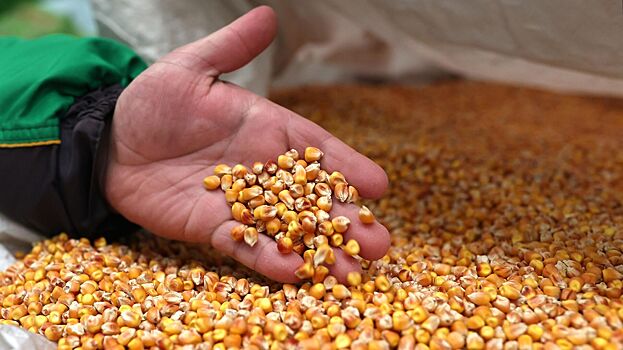 В российской кукурузе нашли серьезную проблему