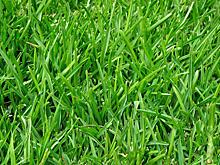 На Соколово-Мещерской улице привели в порядок дворовый газон