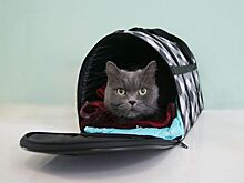 Ответы на вопросы о здоровье животных собраны по 10 ключевым тематикам в суперсервисе «Мой питомец»