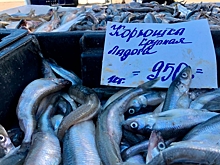 В Ленобласти и Петербурге пошла корюшка: почему так дорого и от чего зависит цена