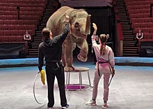 Принцесса цирка: слоненок из Ростова Николь отмечает первый юбилей
