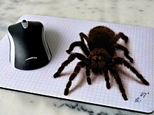 Фантастические 3D-рисунки Штефана Пабста