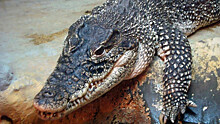 У крокодилов нашли способность к бесполому размножению