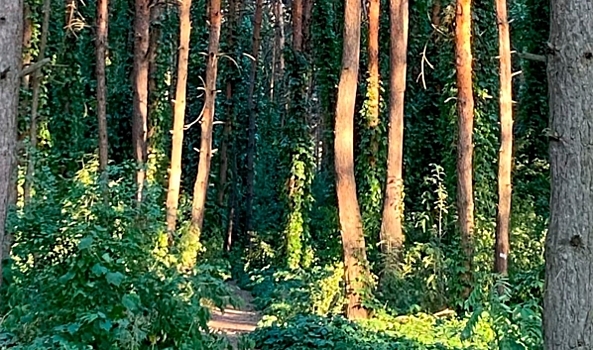 Инвентаризация показала, что в Северном лесу в Воронеже вырубили здоровые деревья