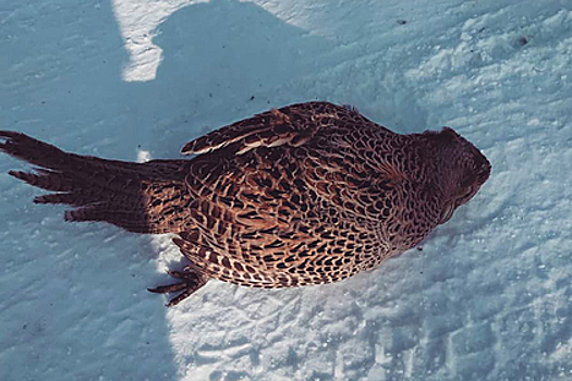 Птицы стали замерзать на лету от аномальных морозов в РФ