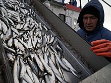 Ученые в Таллинне много и серьезно говорили о селедке