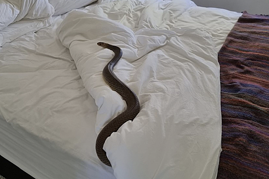 Ядовитая змея поселилась в кровати в Австралии