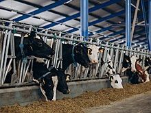 Несколько вспышек бруцеллеза обнаружили на племзаводах Ставрополья