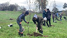 875 деревьев высадили за месяц в Вологде