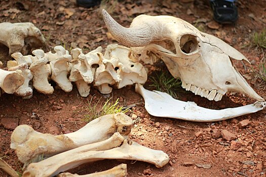 Более 9 тонн костей выпало из «Камаза» в результате ДТП в Удмуртии