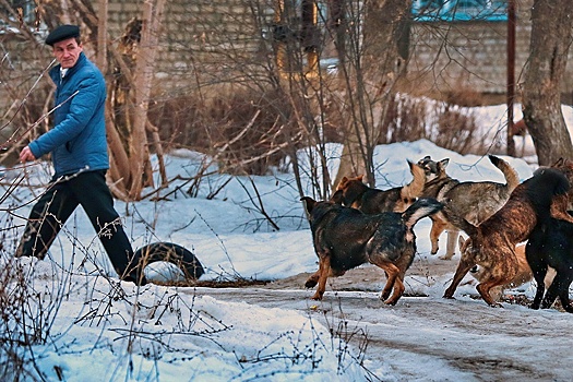 В Хабаровске возбудили уголовное дело из-за жалоб на собачьи стаи