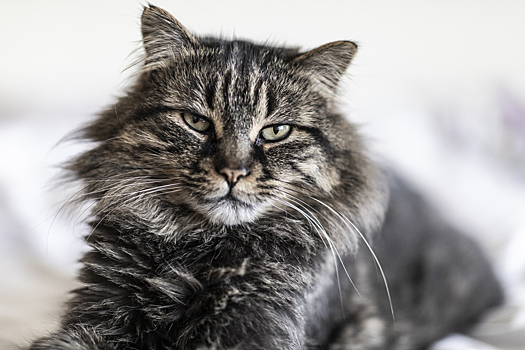 Чем можно заразиться от домашней кошки?