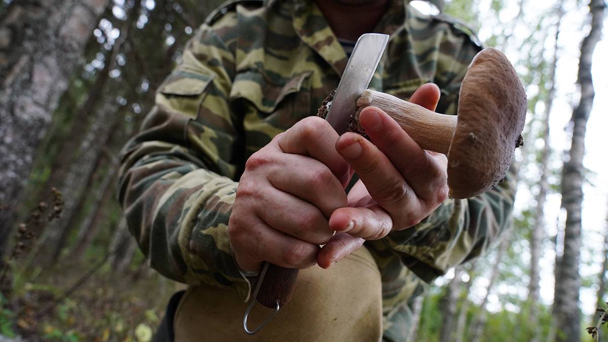 Адвокат Рудакова напомнила, за сбор каких грибов грозит штраф