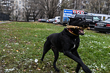 К концу июля в Солнечногорске появится 11 площадок для выгула собак