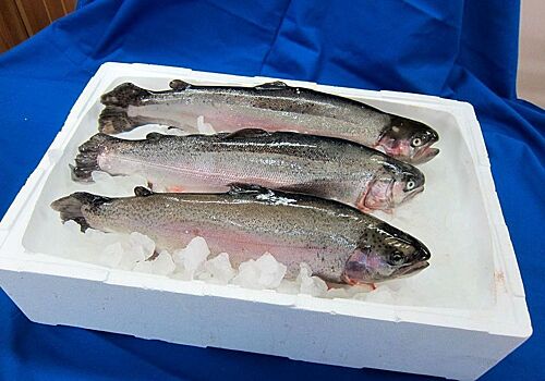 «Карельская форель» планирует открыть цех по глубокой переработке рыбы до конца года