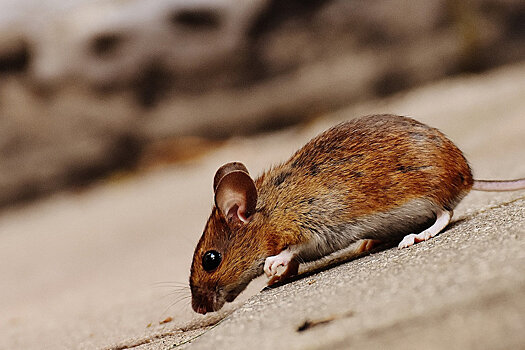 Исследование: коварная для человека болезнь делает мышей бесстрашными