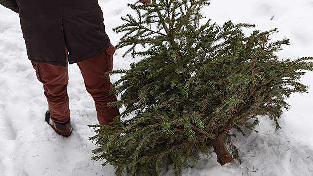Праздники закончились, а ёлка осталась. Куда сдать хвойную красавицу