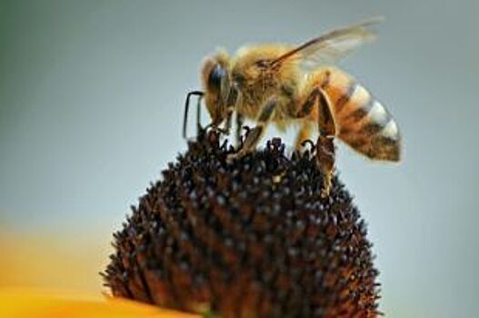 Более тысячи гостей посетили хвалынский Музей пчелы в новогодние праздники