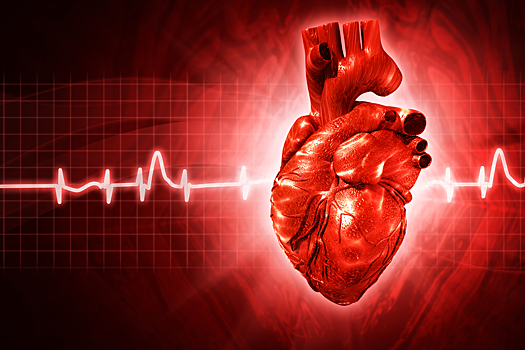 Если сердце - это мышца, то почему оно не устает