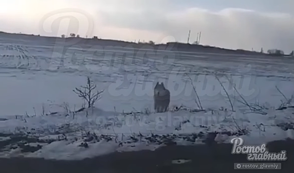 Волк или не волк: в сети ростовчане опубликовали видео с непонятным животным