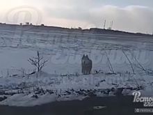 Волк или не волк: в сети ростовчане опубликовали видео с непонятным животным