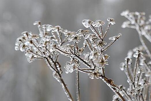 МЧС объявило о заморозках в Волгоградской области