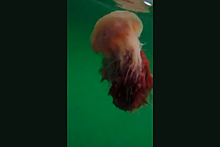 Самая большая медуза в мире попала на видео