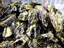 Россия вчетверо нарастила поставки моллюсков в ЕС