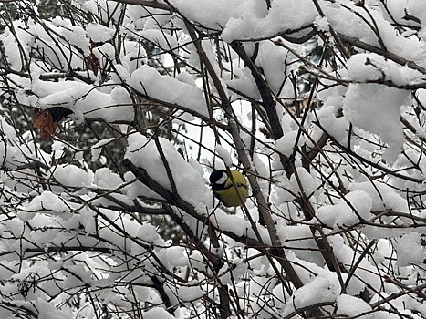 В Новосибирскую область идут сильный ветер и снегопады