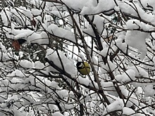 В Новосибирскую область идут сильный ветер и снегопады