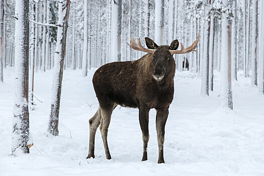 Москвичам рассказали, как вести себя при встрече с диким лосем