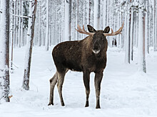Москвичам рассказали, как вести себя при встрече с диким лосем