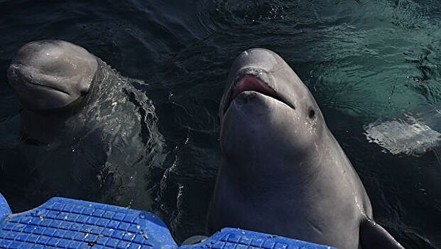 Росрыболовство обжаловало решение суда о судьбе "китовой тюрьмы"