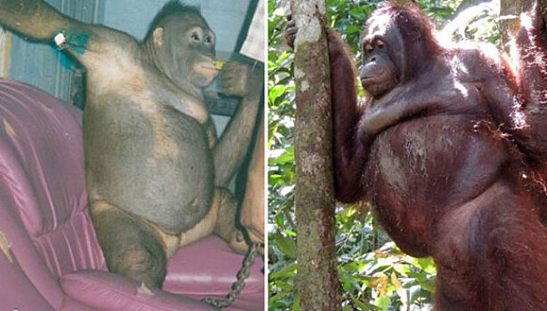 История орангутана Пони, которая шесть лет провела в сексуальном рабстве на острове Борнео