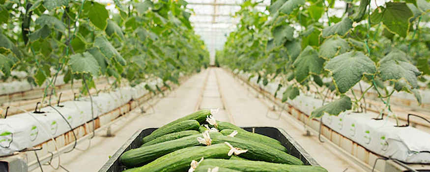 Магаданская область будет обеспечивать себя самостоятельно овощами на 80%