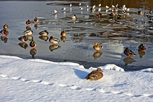 В Зеленограде подсчитают водоплавающих птиц, оставшихся на зимовку