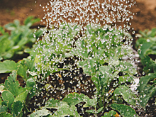 Европейская комиссия предложила вдвое сократить использование пестицидов к 2030 году