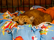 Куклачев отменил кошачий спектакль в Кемерове