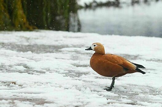Приход зимы и снова резкое потепление: какой будет погода в Москве в выходные