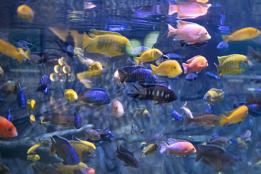 В Саратове заявили о массовой гибели аквариумных рыб