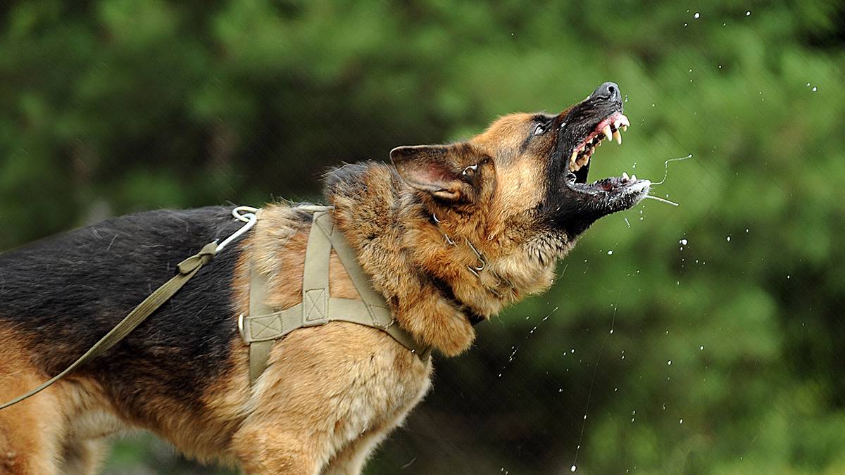 Госдума предложила расширить список опасных пород собак